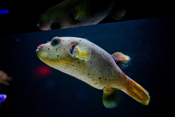 Tetraodontiformes, nature fish, fish at aquarium