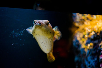 Tetraodontiformes, nature fish, fish at aquarium