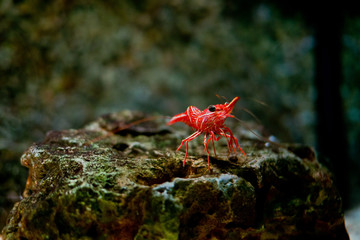 Shrimp at aquarium, under water, animals