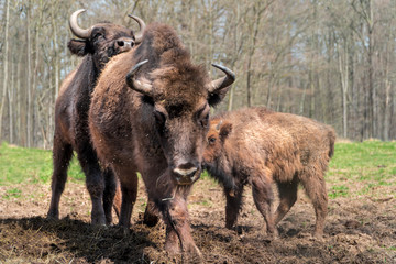 Wisent bull ready for attack in order to protect family