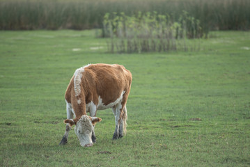 Young cow 