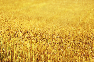 Ripening ears of golden wheat field on sunset. Background wheat field with copy space for text. Large agricultural field.