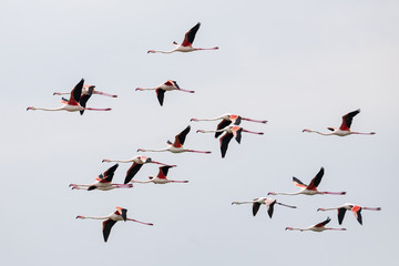 Flamingos in flight