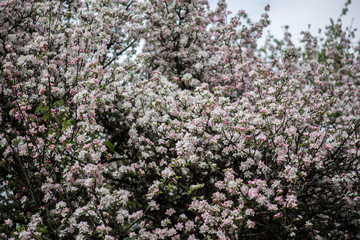 Fototapeta premium pommier en fleur