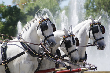 Carruaje con potencia de tres caballos o three abreast