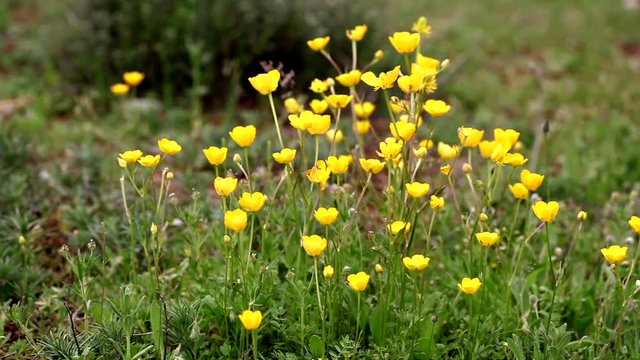 campo con flores silvestres de color amarillo ,bot&oacute;n de oro, ranunculus  movidas por  el viento