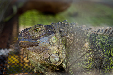 Lizard, animal, green lizard