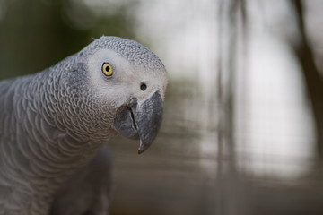 Obraz premium parrot, bird, macaw