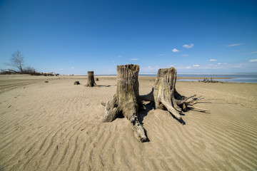 Old stumps on the sand. Remains of the cut down forest.
