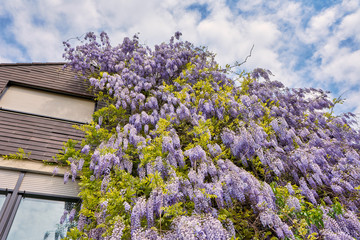 Obraz premium Japanischer Blauregen (Wisteria floribunda) 