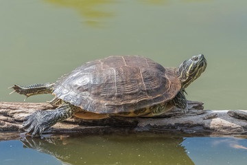 red eared slider turtle, tortoise on a floated wood in the pond
