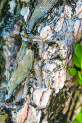 Exotic tree bark in maldives