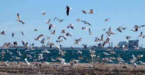 Flying flock
