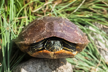 red eared slider turtle, tortoise,Trachemys scripta elegans
