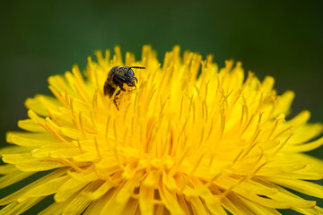 Insect on a dandelion