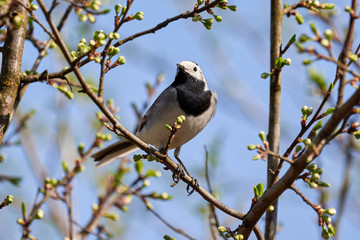 White wagtail (Motacilla alba)