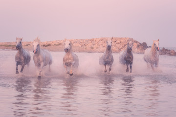 Beautiful white horses run gallop in the water at sunset, National park Camargue, Bouches-du-rhone department, Provence - Alpes - Cote d'Azur region, south France