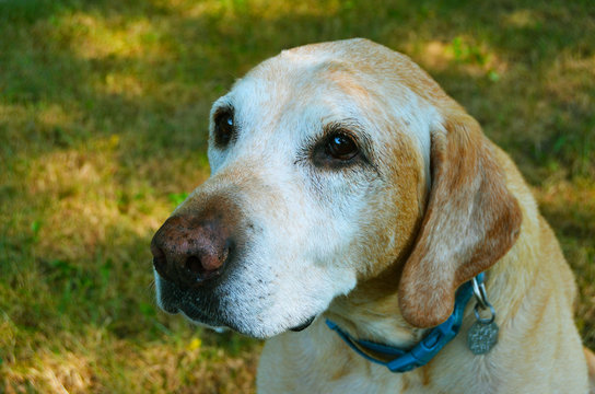 Old Yellow Lab Head