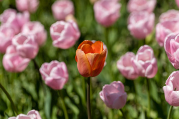 Fototapeta premium Tulips grown in a garden
