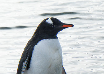 Obraz premium Gentoo Pengui