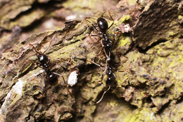 Black ant on tree bark.