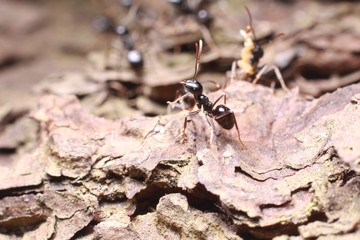 Black ant on tree bark.