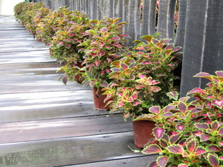 flowers in pots stand along a wooden fence