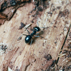 Black ant on tree bark.