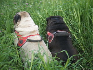 Spider e Blacky, due amici spalla a spalla