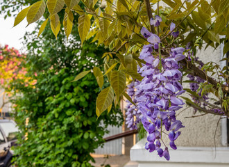 Glycine or a hanging blue flower