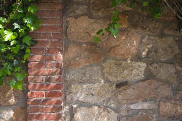 Green ivy on stonewall