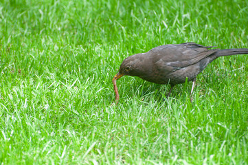 Amsel mit Regenwurm auf Wiese