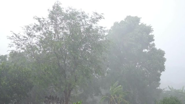 Tree Branch Shaking or being blow by strong wind with Rain on Rainy Day with hailstorm as Natural disaster.