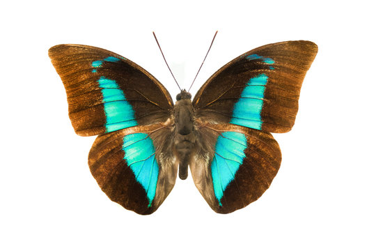 prepona demophon extincta