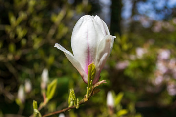 Magnolia at Minterne Gardens