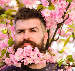 Barber and hair care concept. Man with beard and mustache on cunning face near pink flowers, close...