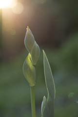 Obraz premium Beautiful Iris flower on sunset, close-up