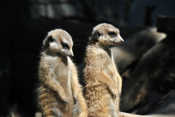 Fototapeta premium Two meerkats on altert for the rest of the clan