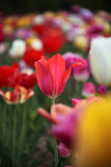 Tulpen
