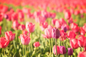Blossoming tulips in field on sunny spring day