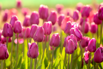 Picturesque view of field with blossoming tulips on sunny spring day