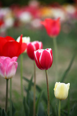 Tulpen