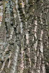 Obraz premium Rinde - Baum - Holz - Stamm - Moos - alt