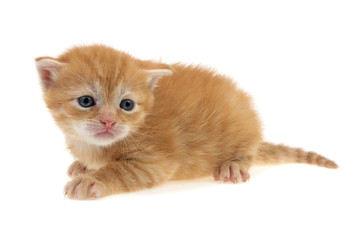 little red-haired kitten with blue and sad eyes on a white background