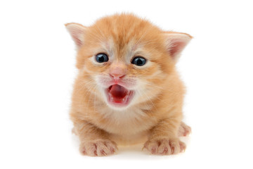 little red-haired kitten with blue eyes on a white background