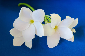White tropical flower Frangipani