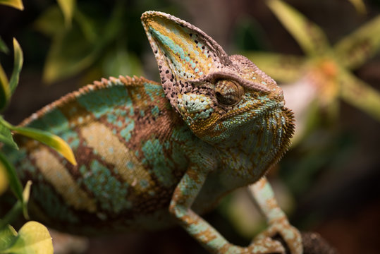 Exotic pet lizard on natural background, defocused. Chameleon on branches
