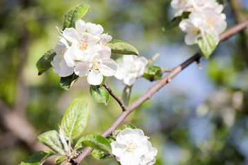 flowers of an apple. branch