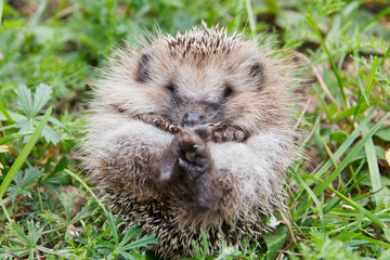 Cute baby hedgehog on nature in green grass closeup © Viktor Iden
