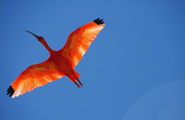 vol d'un ibis rouge